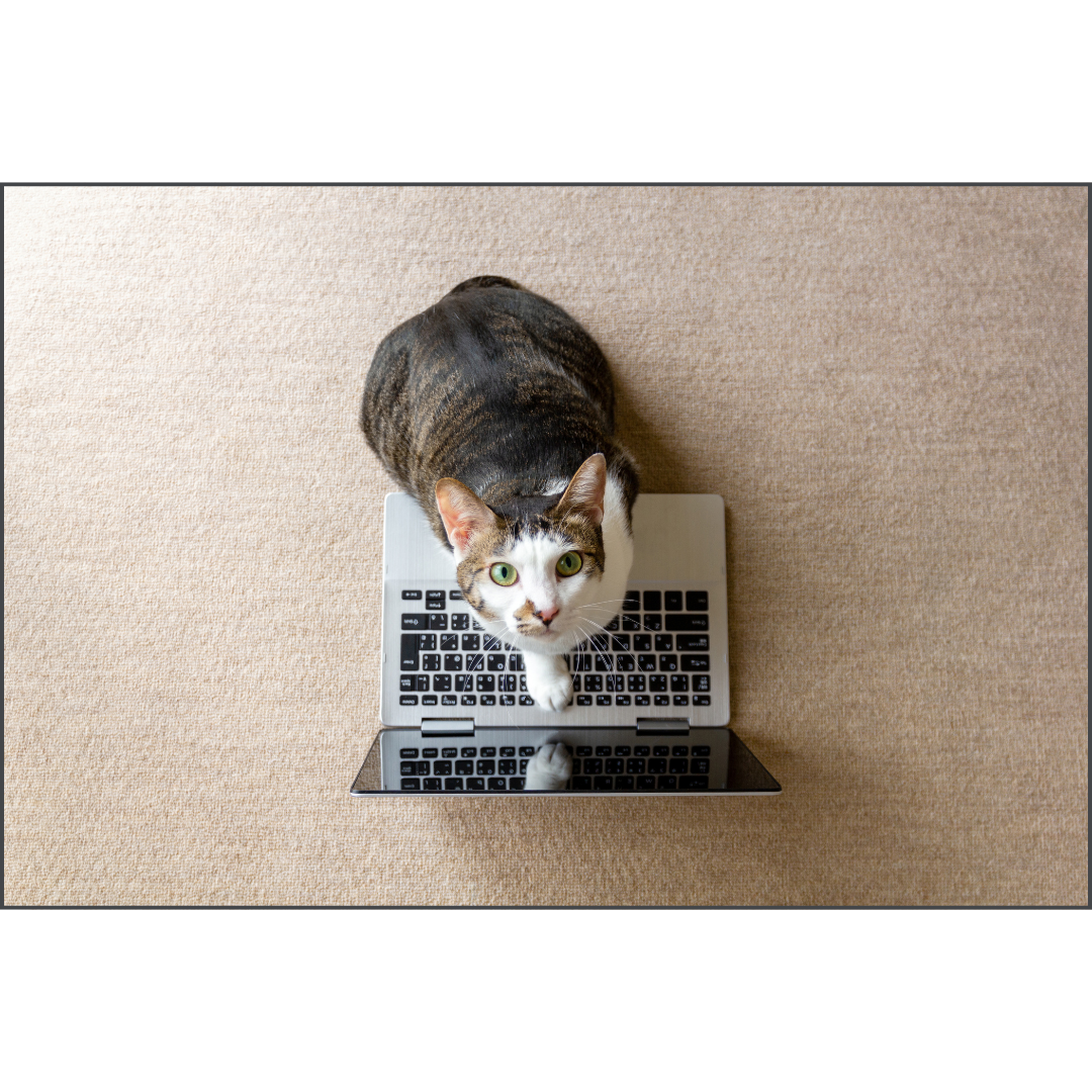 Kat achter computer